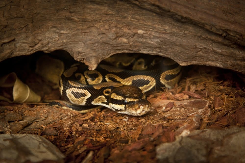 What Kind of Bedding Do Snakes Need?