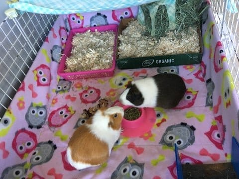 What to Put Under Guinea Pig Bedding